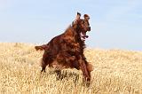 SETTER IRLANDAIS 064